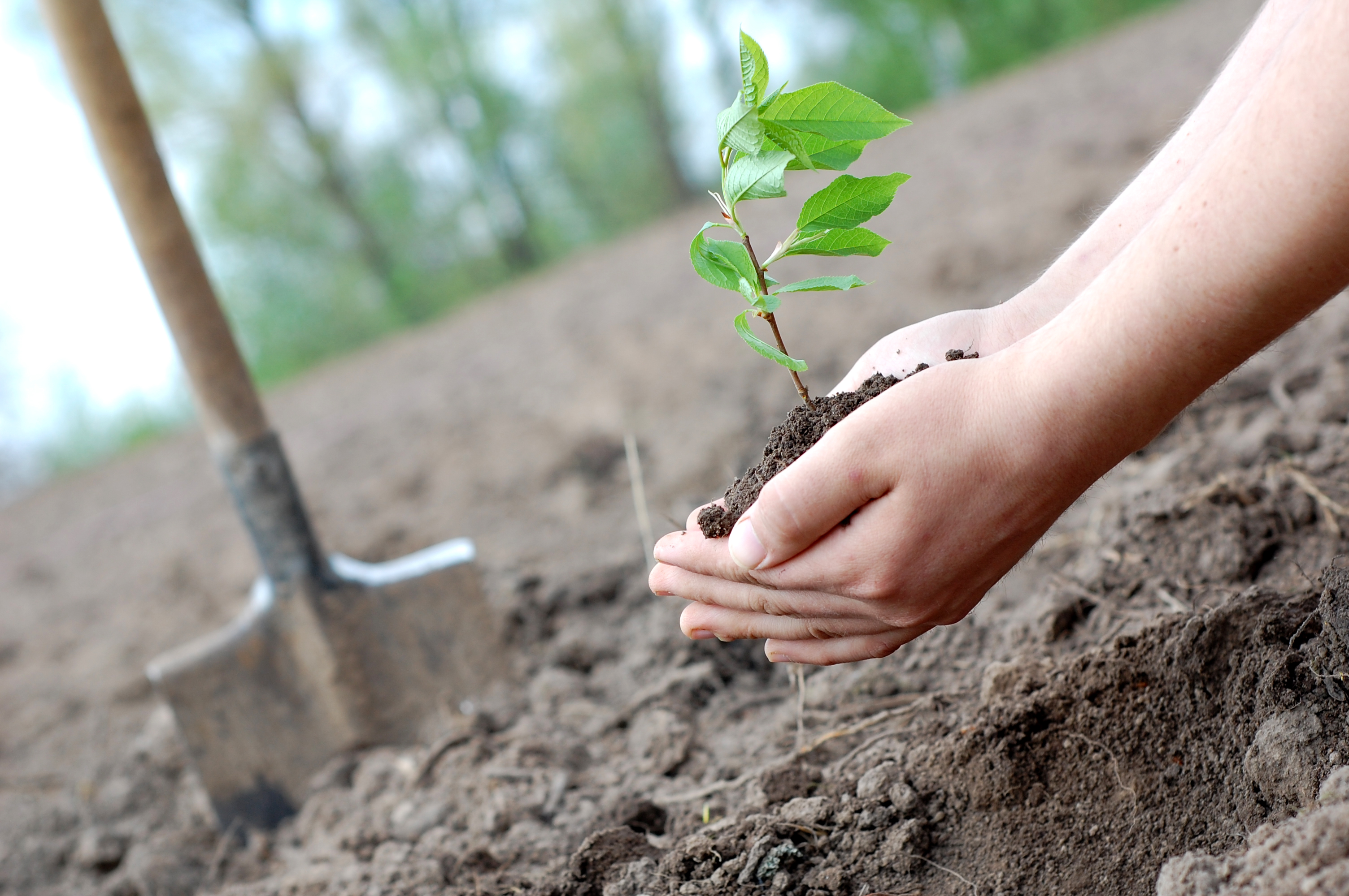 Messa a dimora alberi