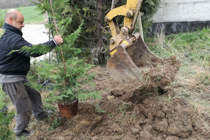 Messa a dimora alberi